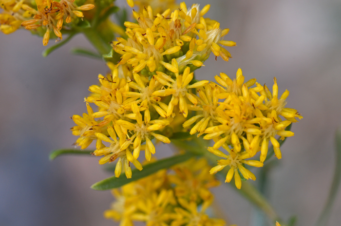 Rusby's Goldenbush blooms from July or August to November. It prefers elevations from 2,500 to 5,000 feet (762-1,524 m). Isocoma rusbyi
